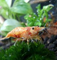 Koi Sunburst Garnelen Neocaridina 4,50€ Neuheit! Hamburg-Mitte - Hamburg Horn Vorschau