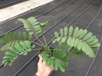 Cycadales Zamia furfuracea , Palmfarn , große Pflanze Lingen (Ems) - Brögbern Vorschau