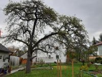 Apfelbaum Holz für Drechsler, Schreiner und Bastler Kr. München - Ottobrunn Vorschau