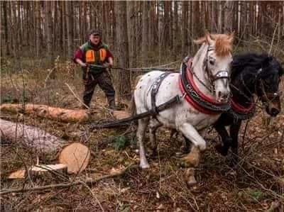 Holzrücker, Holzrücken mit Pferden ,Holzrückung mit Pferd in Spremberg