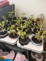 Tomatenpflanzen Russische Sorten Bayern - Gunzenhausen Vorschau