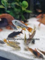 Apistogramma cacatuoides, Zwergbundbarsch, Garten und Zoo Lieret Nordrhein-Westfalen - Mönchengladbach Vorschau