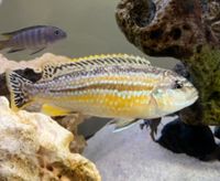 Melanochromis auratus  Malawis Bundbarsch Dresden - Leuben Vorschau