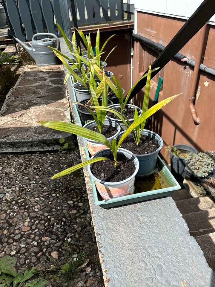 Trachycarpus Fortunei Hanfpalme Palme Winterhart Jungpflanzen in Malsch