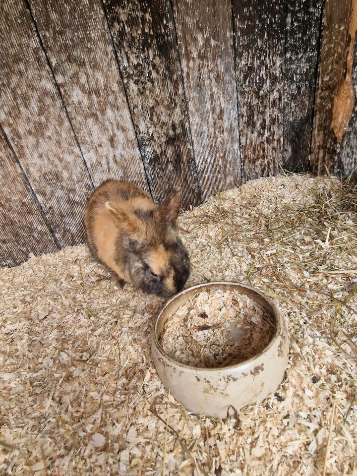 Zwei Kaninchen brüder in Gummersbach