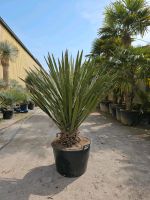 Yucca Faxoniana Palmlilie Nordrhein-Westfalen - Oer-Erkenschwick Vorschau