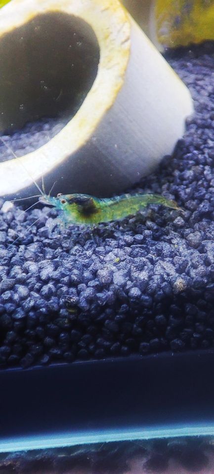 10 Neocaridina, meist Blue Pearl in Selb