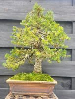 Bonsai❤️Fichte Thüringen - Erfurt Vorschau