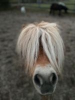 Reiten lernen- Ponytreff Nordrhein-Westfalen - Hörstel Vorschau