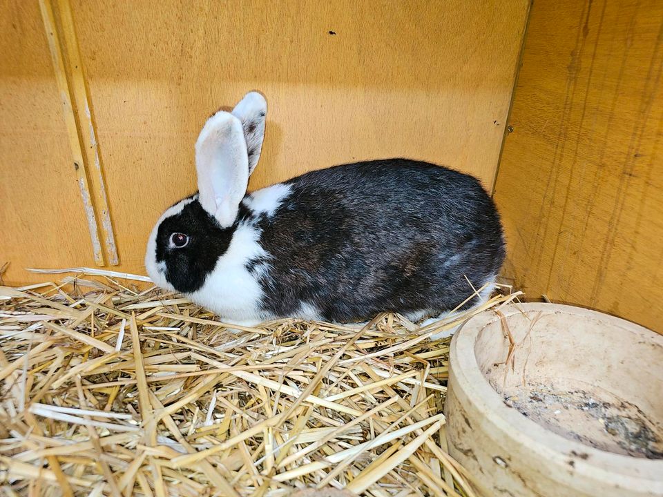 Kaninchen  Kaninchen in Weißenfels