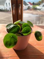 Chinesischer Geldbaum_Glückstaler - Pilea peperomioides Baden-Württemberg - Lorch Vorschau