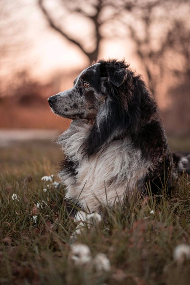 Tierfotoshooting || Hundefotoshooting || Fotografin in Burg (Dithmarschen)