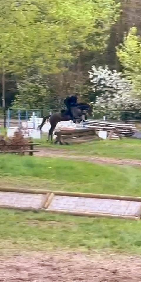 Vielseitigigkeitspferd Springpferd v. Stakkato Gold in Stemwede