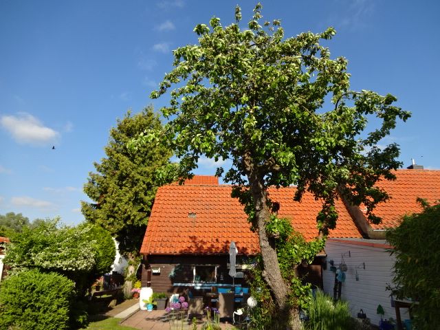 Schmuckstück in Nordsteimke! Einfamilienhaus mit Traumgarten in bevorzugter Lage! Saniert 2002! in Wolfsburg