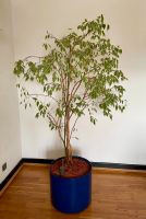Schöner Ficus Benjamini Zimmer Pflanze Wohnzimmer Deko, West - Griesheim Vorschau