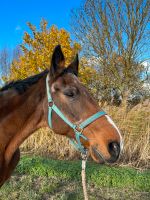 Suche Pflegebeteiligung Baden-Württemberg - Renningen Vorschau