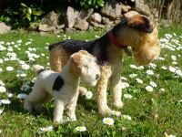 Steiff, Original, zwei Hunde, Terrier, gefleckt, Knopf im Ohr Rheinland-Pfalz - Bad Kreuznach Vorschau