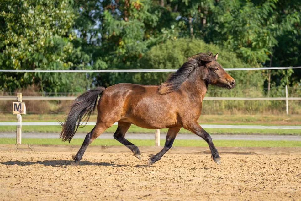 Pferd zur Verfügung - vorerst Stallgebunden Kaufoption in Fehrbellin