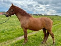 Spanisches Sportpferd - Wallach (16 Jahre, 1,53m) Bayern - Obergünzburg Vorschau