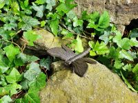 Deko Libelle zum Stellen oder Hängen Garten Balkon Wand-Deko *NEU Niedersachsen - Jever Vorschau
