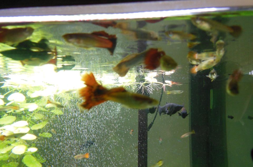 Guppy Fische aus eigener Nachzucht in Stockstadt