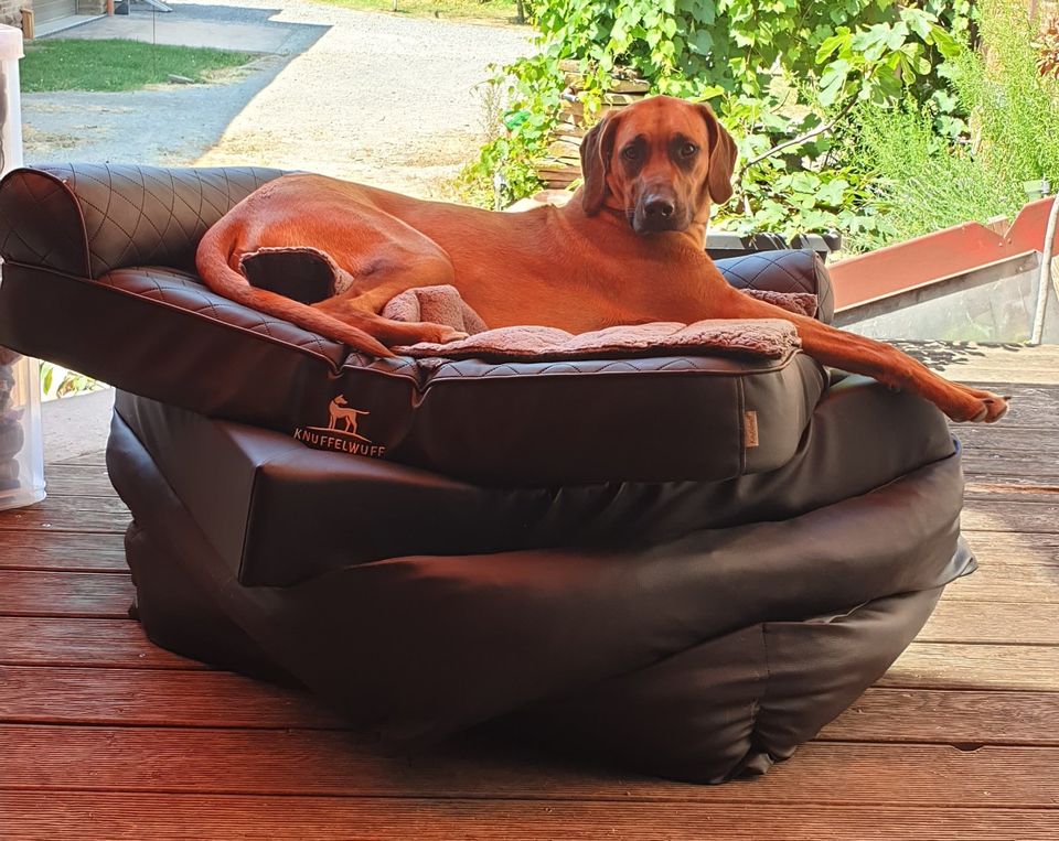 Hunde Schule,Training, Hund lesen lernen in Pegestorf