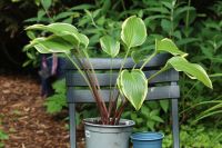 Hosta - Funkie - Unbekannte Schönheit -  keine  Jungpflanze Bochum - Bochum-Süd Vorschau