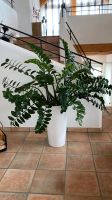 Zamioculcas Glücksfeder Zimmerpflanze 150cm inkl. Blumentopf Baden-Württemberg - Weißbach Vorschau