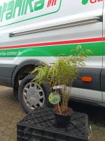 Gartenbambus Fargesia rufa Nordrhein-Westfalen - Simmerath Vorschau