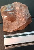 Mineralien/ Edelsteine Trilobit Innenstadt - Poll Vorschau