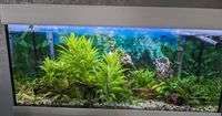 160l Aquarium Kiel - Meimersdorf-Moorsee Vorschau