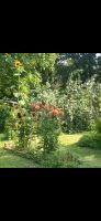 SUCHE zu verschenken: Blumen für den Schrebergarten Hessen - Oberursel (Taunus) Vorschau