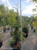 Sequoia sempervirens Silver Ghost veredelter Mammutbaum 220-250cm Nordrhein-Westfalen - Nordkirchen Vorschau