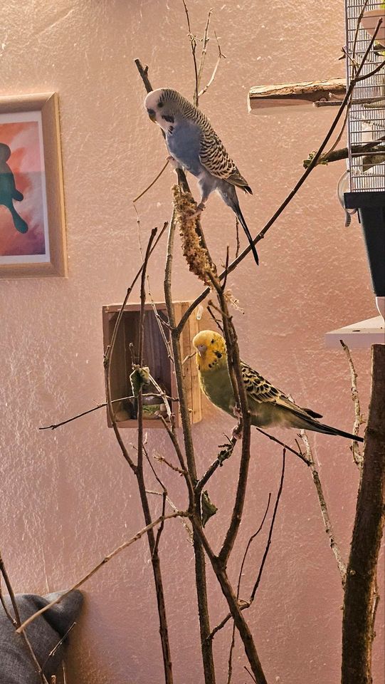 Zwei entzückende Wellensittiche suchen ein neues liebevolles Zuha in Königsbrunn