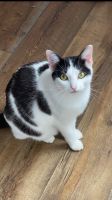 Wir suchen unsere Katze Chia! Baden-Württemberg - Bühl Vorschau