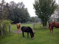 Endplatz für Pony in Biobetrieb Brandenburg - Hennigsdorf Vorschau