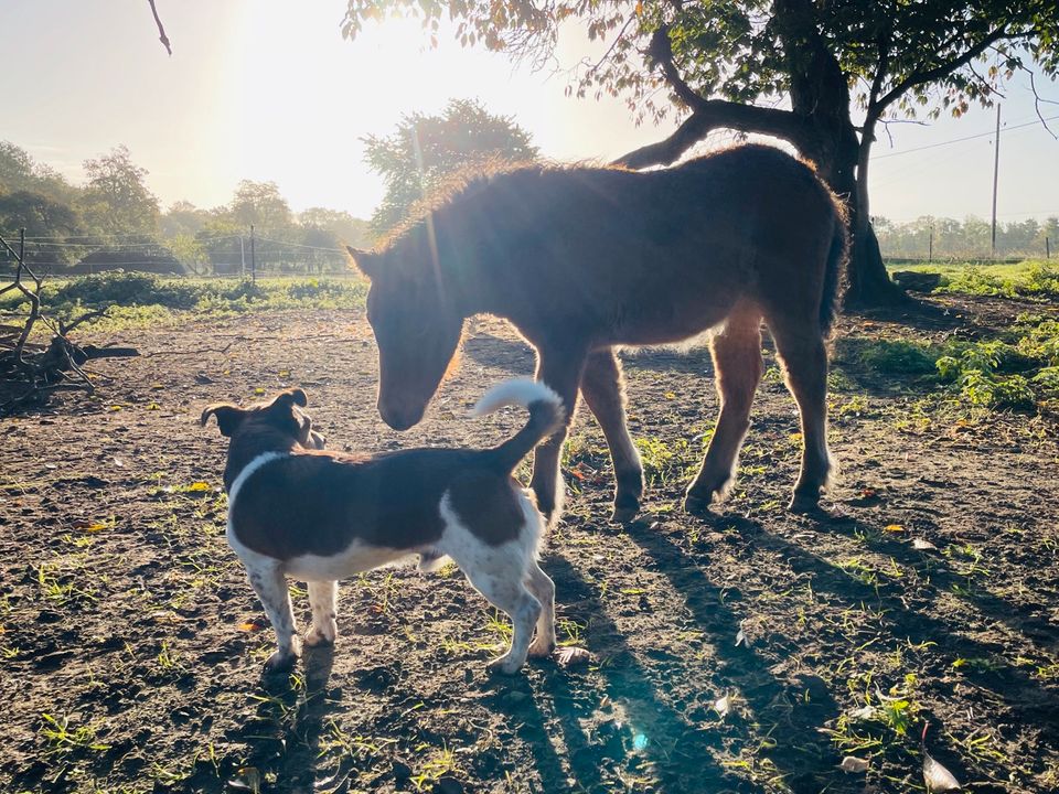 Shetlandpony Stute zu verkaufen in Bandelin