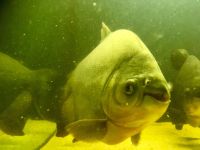 3x roter Pacu für große Aquarien Hamburg-Mitte - Finkenwerder Vorschau