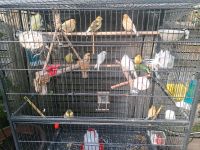 Zu verkaufen 11 kanarienvogel männlich und weiblich Köln - Porz Vorschau