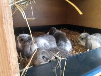 Kleinwidder Kaninchen Hasen Bayern - Hohenpeißenberg Vorschau