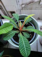 Madagskar-Juwel Spuckpalme Euphorbia leuconeura Neustadt - Buntentor Vorschau