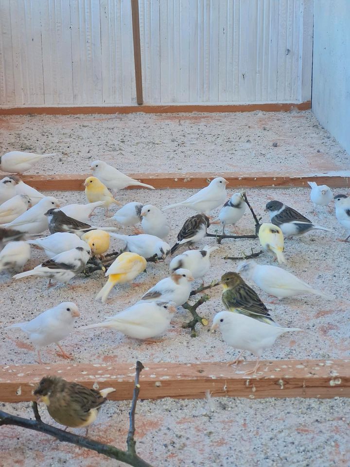 Kanarienvögel zu Verkaufen in Roding