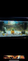 Aquarium 60L Nordrhein-Westfalen - Solingen Vorschau