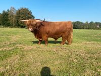 Rindfleisch Highland Cattle Bio Niedersachsen - Westerholt Vorschau