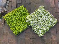 Moos Grün Weiß Pflanzenwände/Kunstpflanzen Wand Blüten drinnen Berlin - Spandau Vorschau