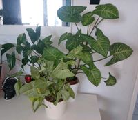 Syngonium Paket 3stk. Zimmerpflanzen Berlin - Reinickendorf Vorschau