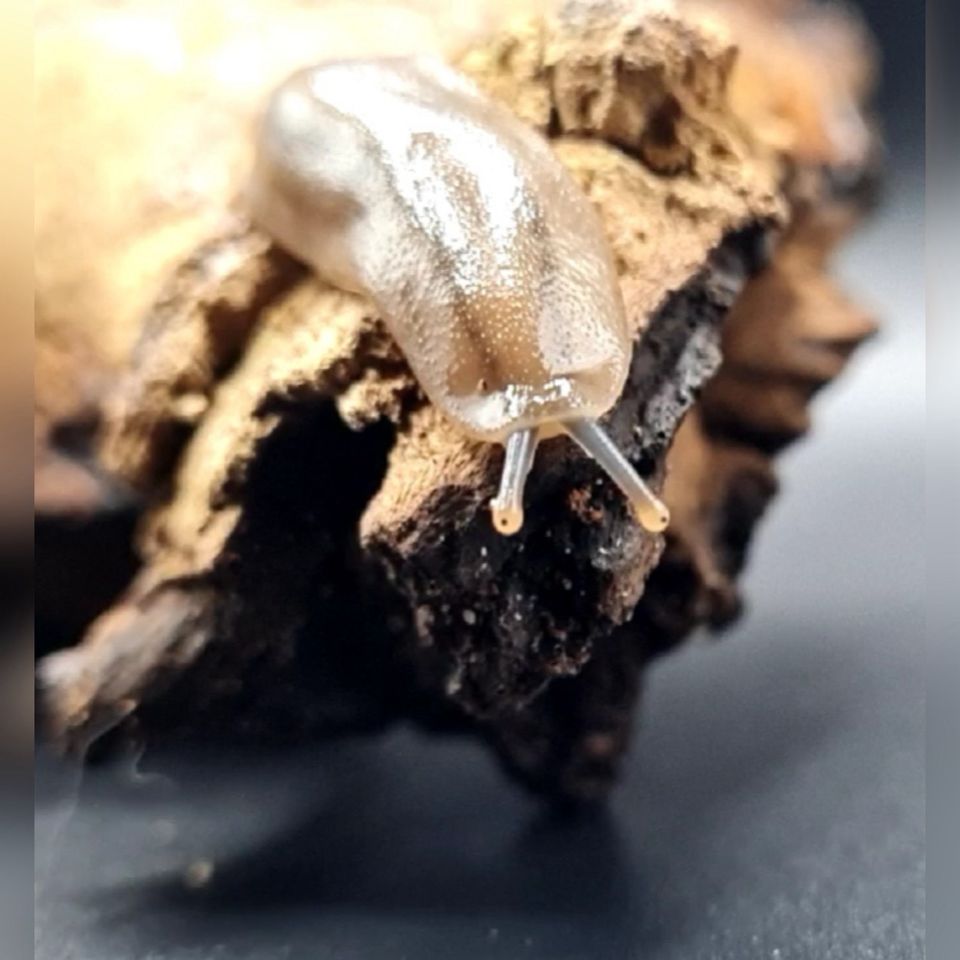 Achatschnecken Pleurodonte Veronicella Laevicaulis Rumina Leptina in Chemnitz