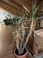 Yucca Palme Kr. Altötting - Erlbach Vorschau