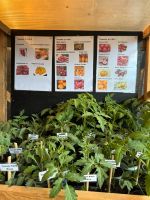 Tomaten, Paprika, Gurken, Physalis, Chili und Kräuter Sachsen - Naundorf bei Oschatz Vorschau