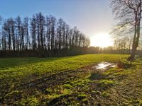 1,5 ha eigener Wald Niedersachsen - Faßberg Vorschau